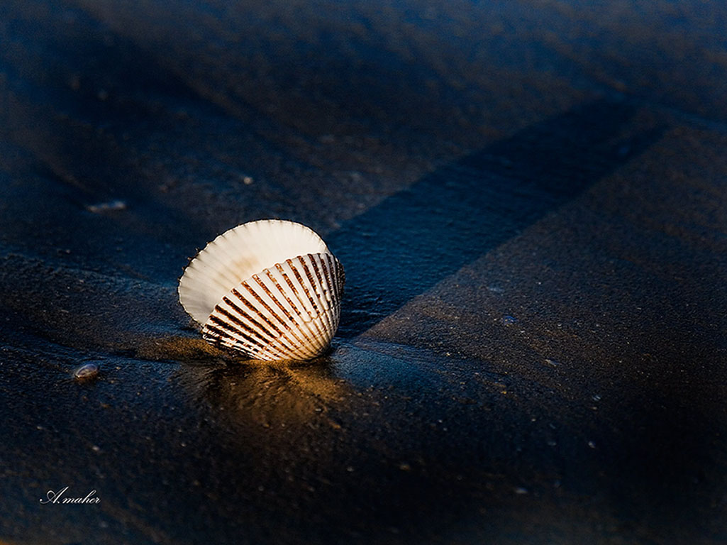 photo "SHELL & SHADOW" tags: macro and close-up, GENERAL