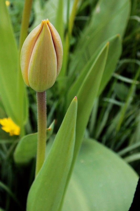 photo "Youth of a Tulip" tags: nature, macro and close-up, Bremen, flowers