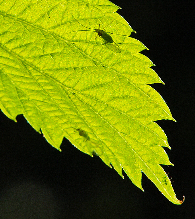 photo "Allegory Of the Cave" tags: nature, macro and close-up, reporting, 