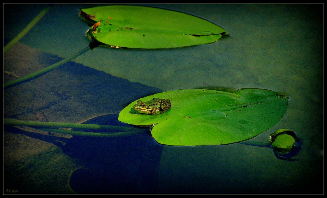 photo "Evening on the lake..." tags: nature, 