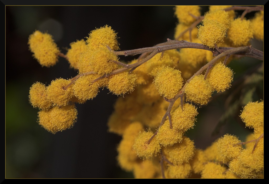 photo "mimosa" tags: macro and close-up, nature, flowers