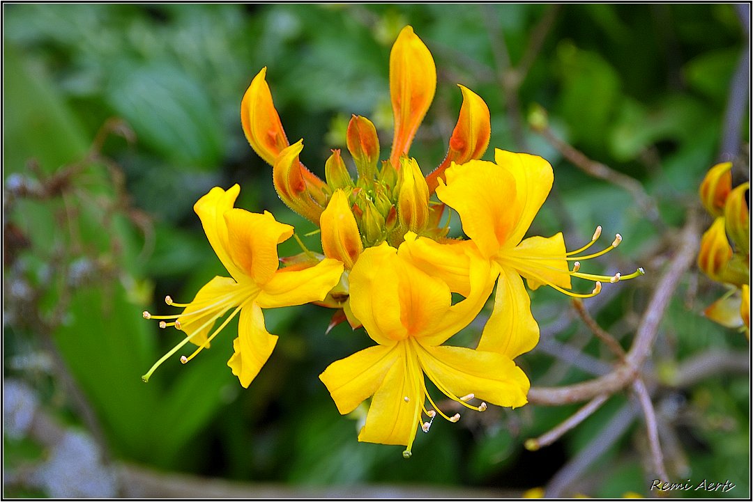 photo "***" tags: nature, macro and close-up, flowers, spring