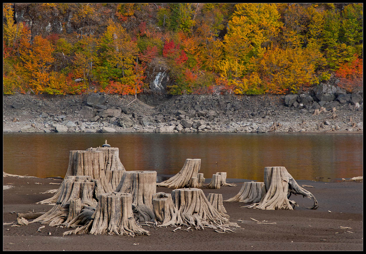 photo "Resting stumps :)" tags: landscape, 