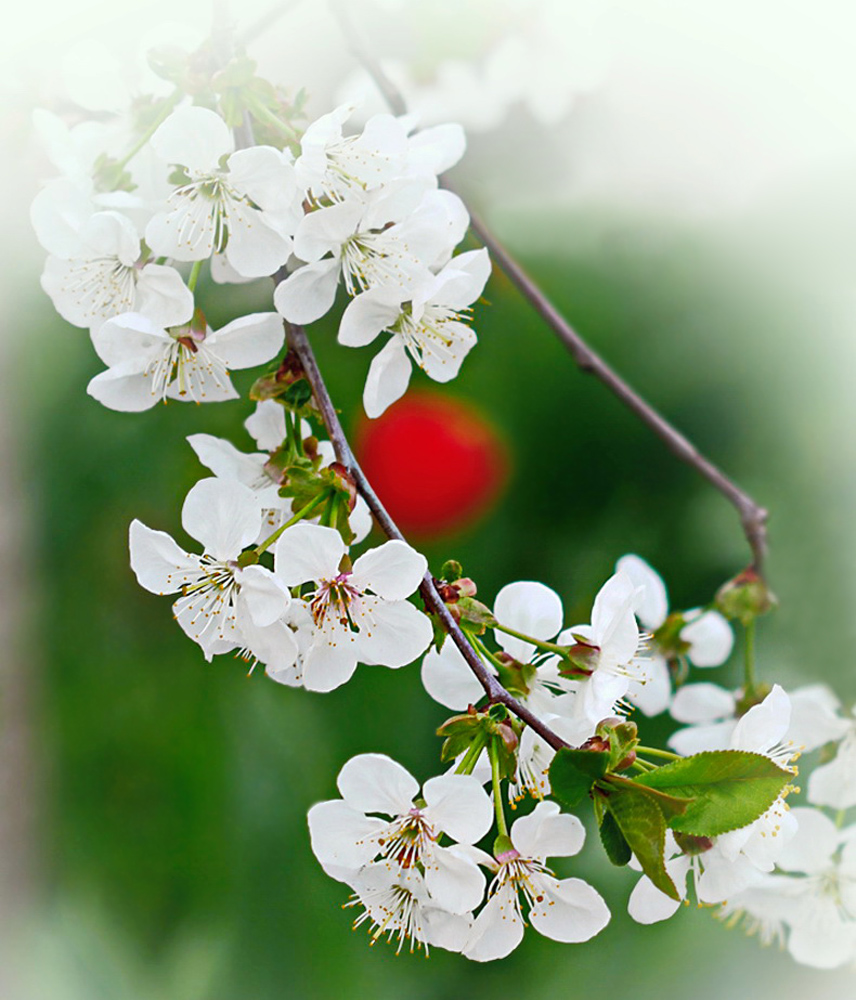 photo "***" tags: macro and close-up, nature, вишня, тюльпан
