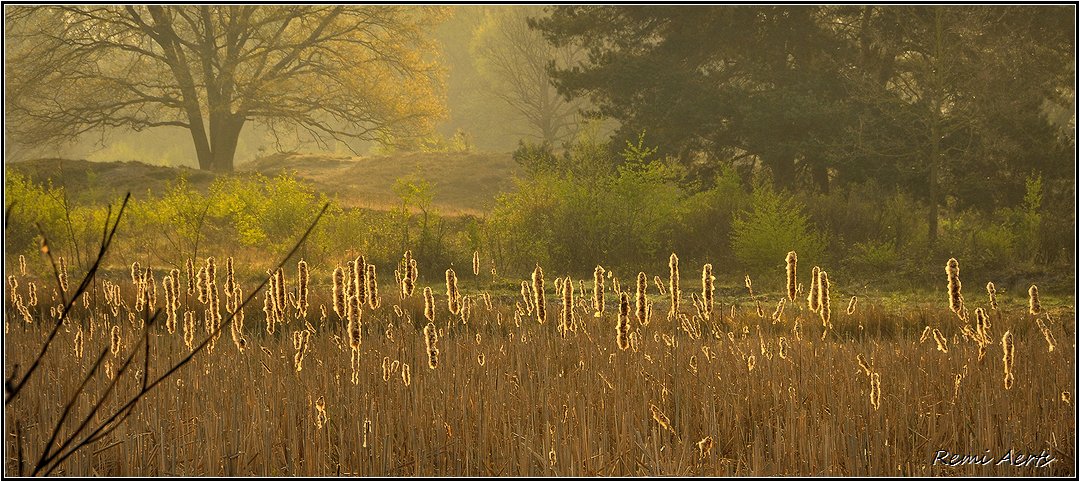 photo "***" tags: landscape, nature, forest, spring, sunrise