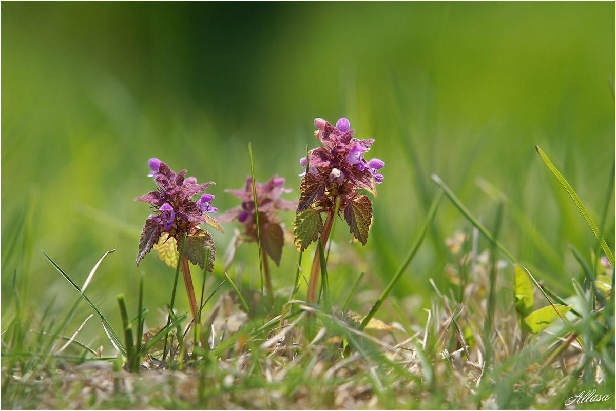 photo "***" tags: macro and close-up, nature, fragment, 