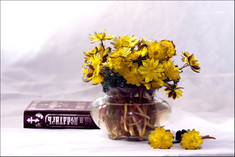 photo "***" tags: still life, flowers, spring