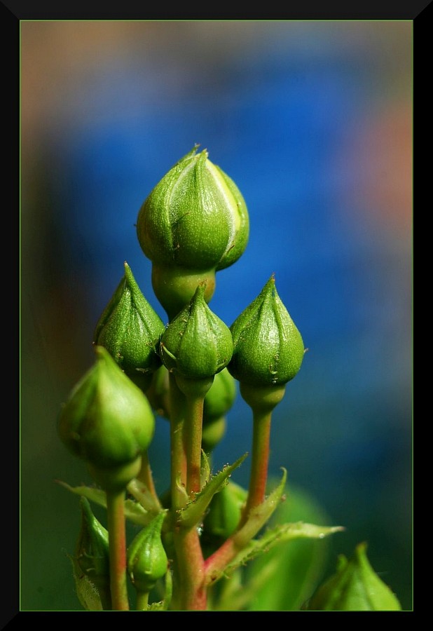 photo "The Cathedral" tags: macro and close-up, nature, flowers