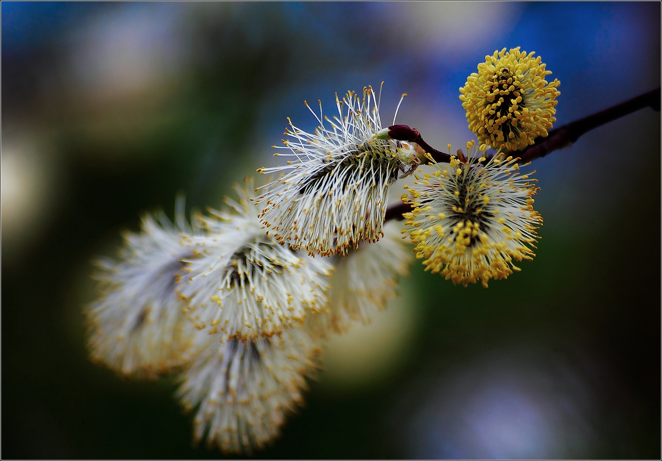 photo "***" tags: reporting, macro and close-up, spring