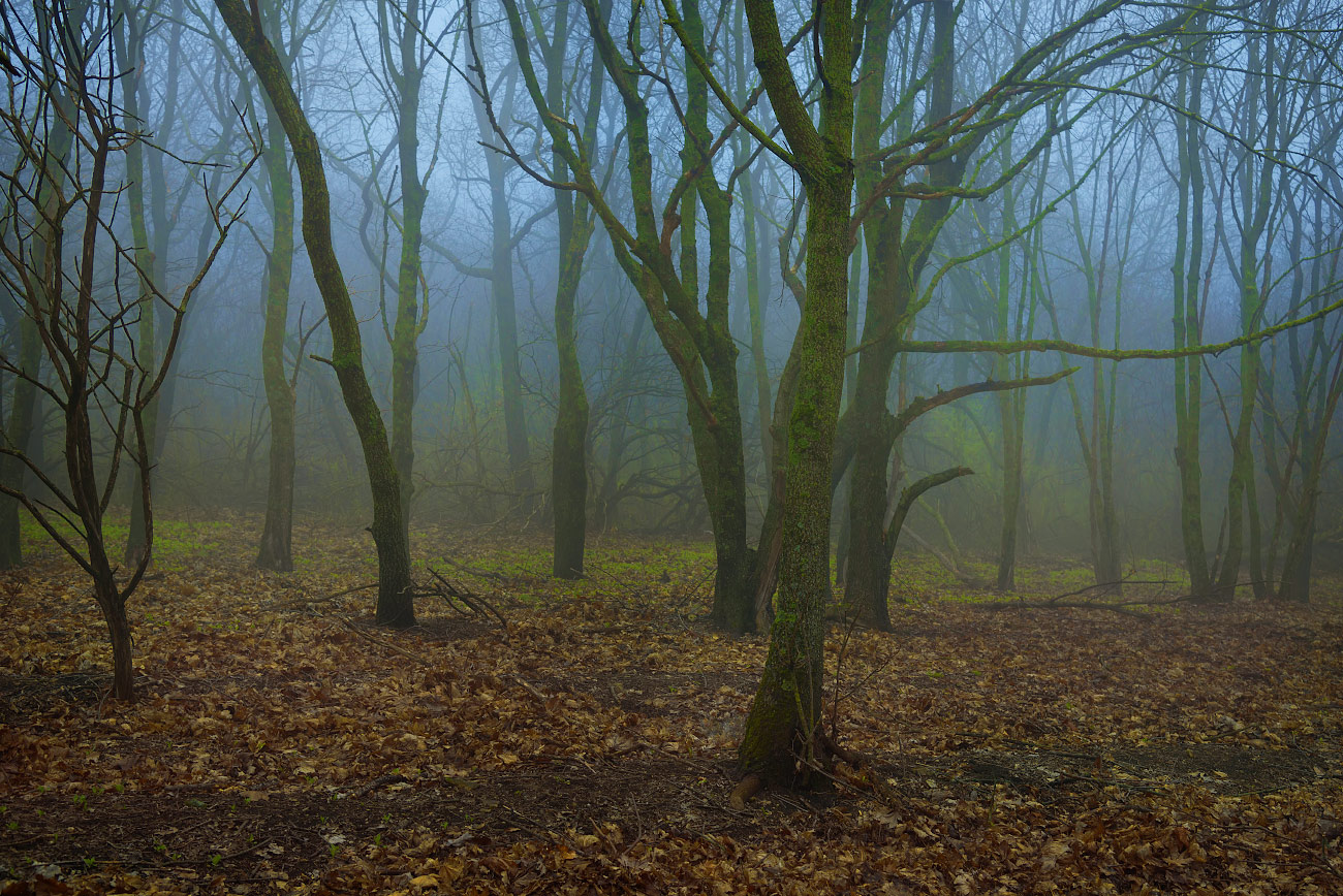 photo "mysterious forest" tags: landscape, 