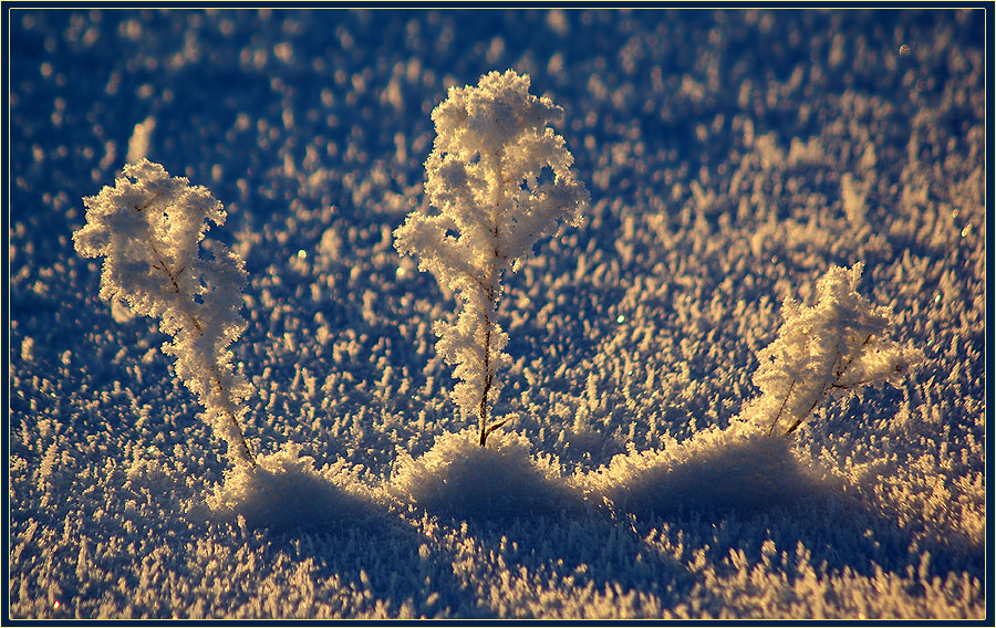 photo "***" tags: nature, hoarfrost