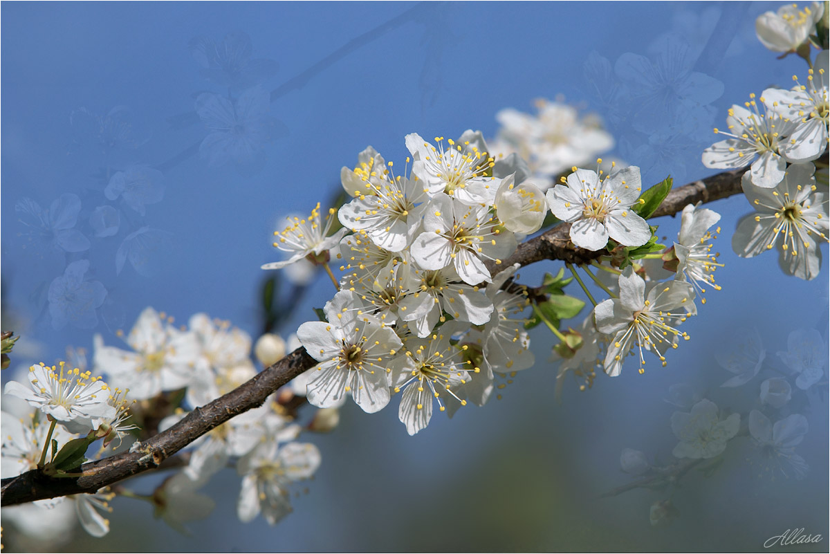 photo "***" tags: macro and close-up, nature, fragment, 