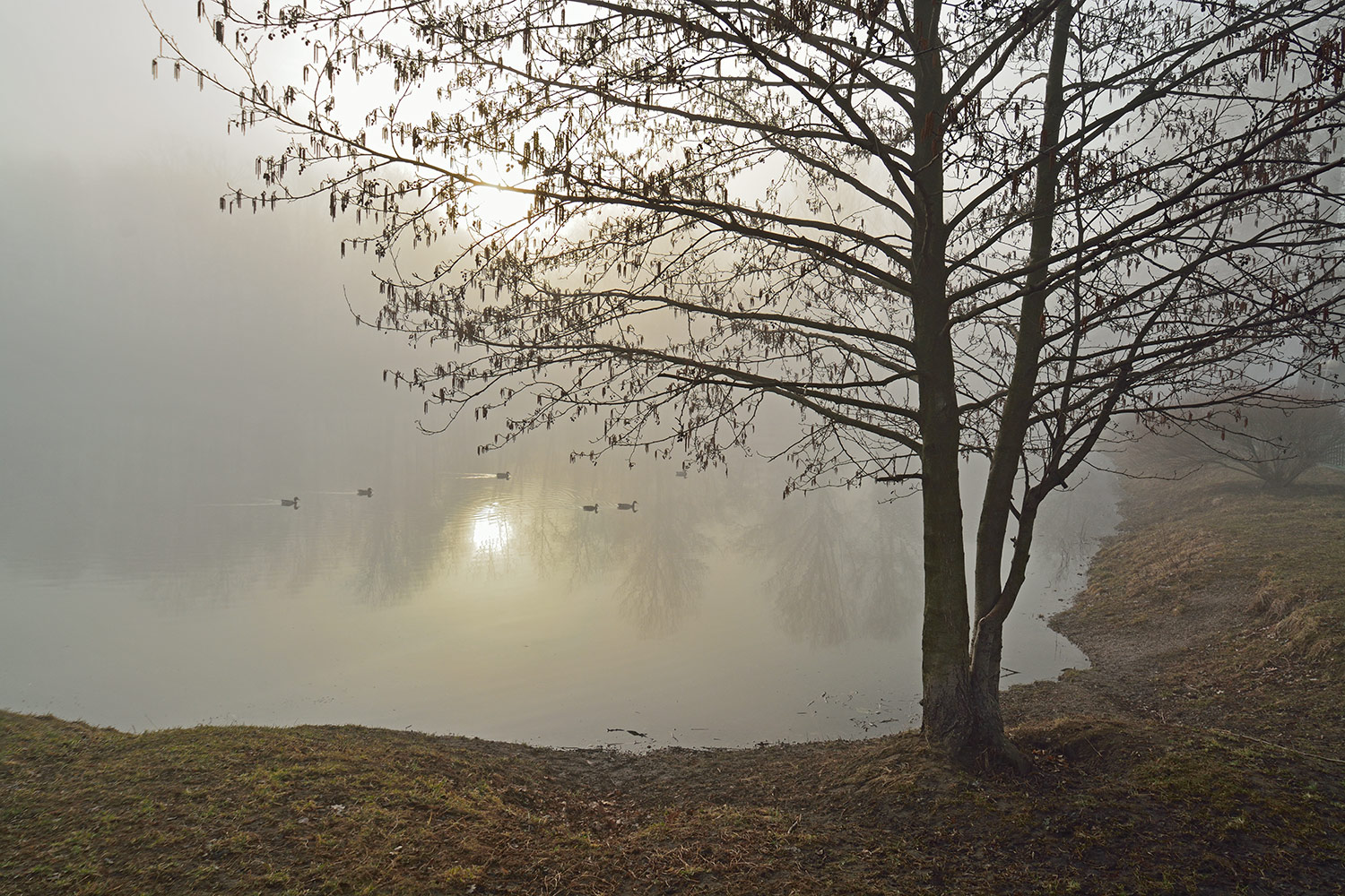 photo "***" tags: landscape, nature, spring, солнце.