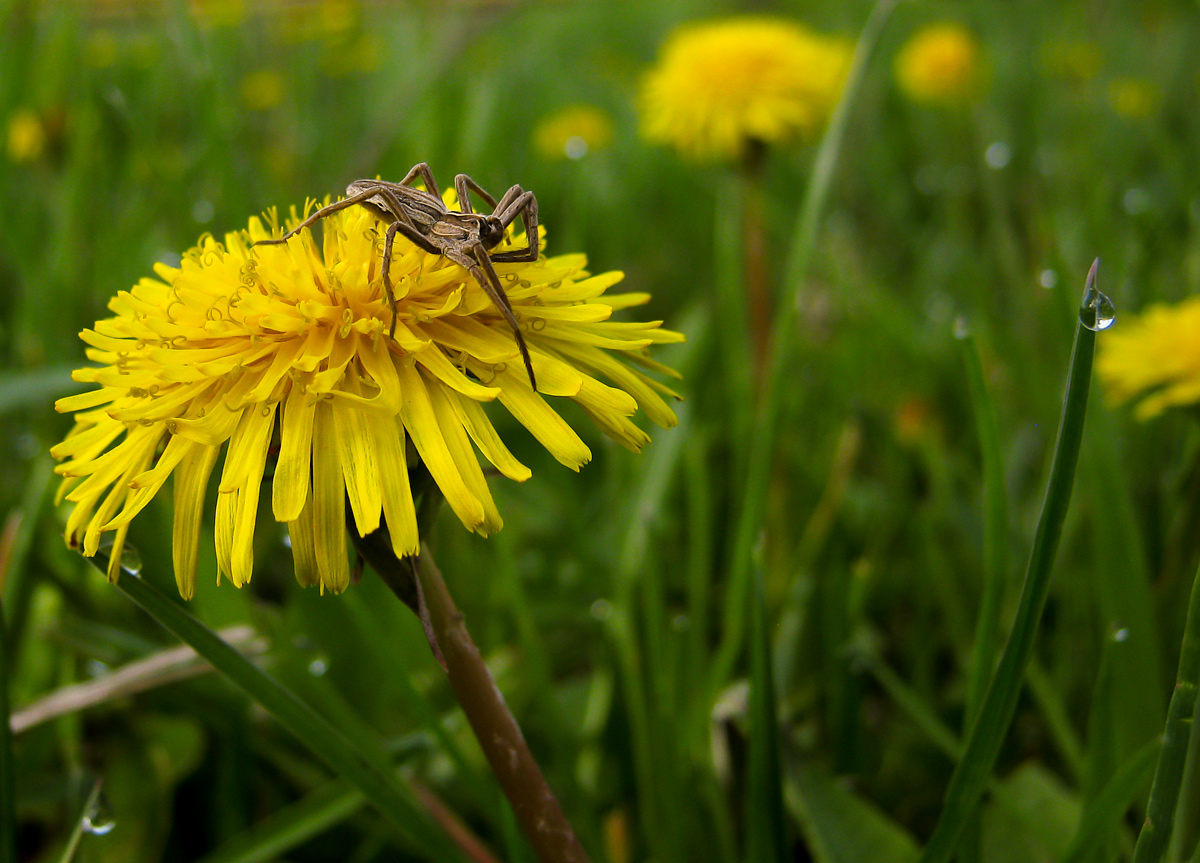 photo "***" tags: nature, macro and close-up, 