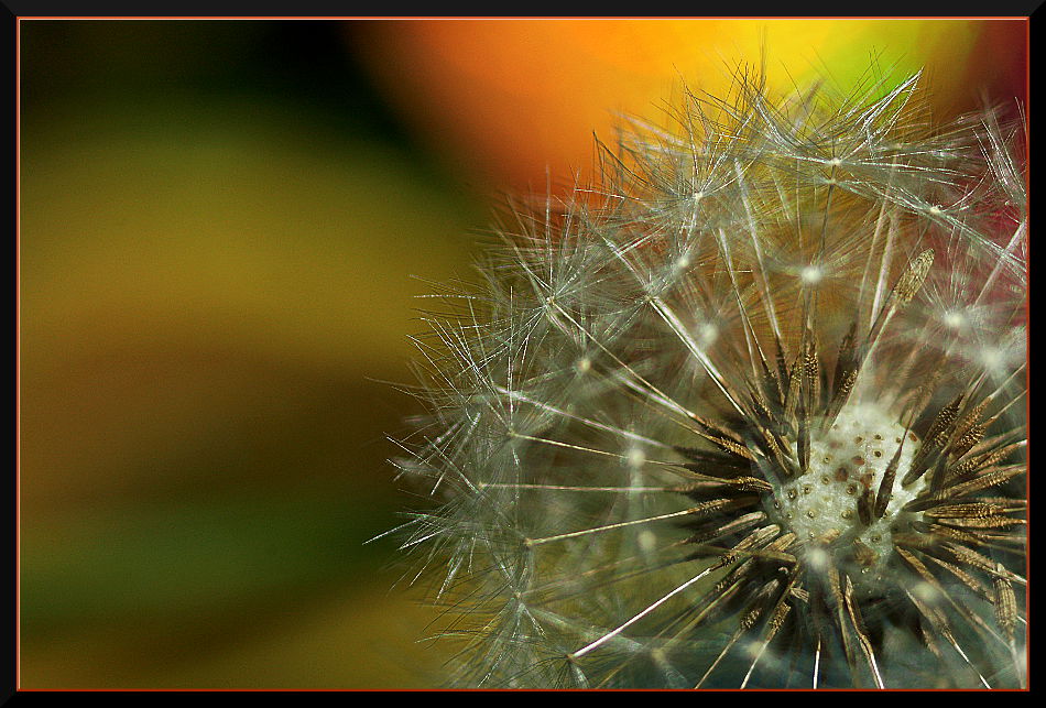 photo "countdown..." tags: nature, macro and close-up, 