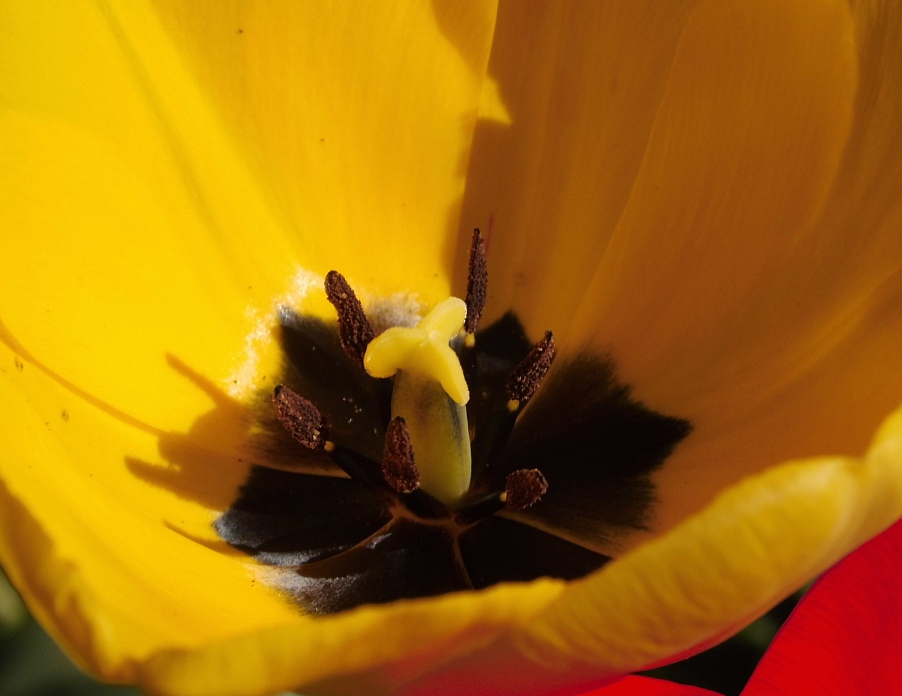 photo "Early morning light" tags: nature, macro and close-up, Bremen, Europe, flowers