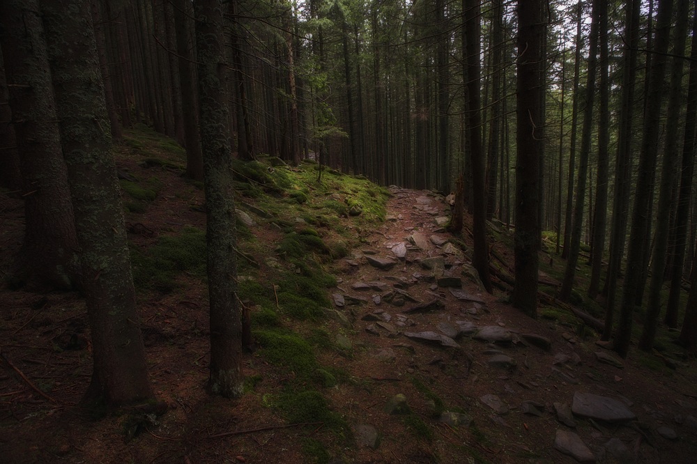 фото "fairy forest" метки: пейзаж, путешествия, природа, 