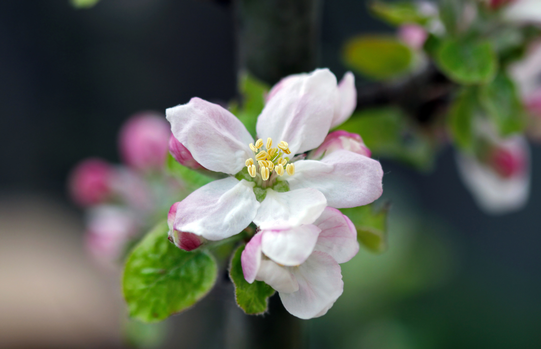 фото "... и продолжается жизнь..." метки: природа, макро и крупный план, весна, цветение, яблоня