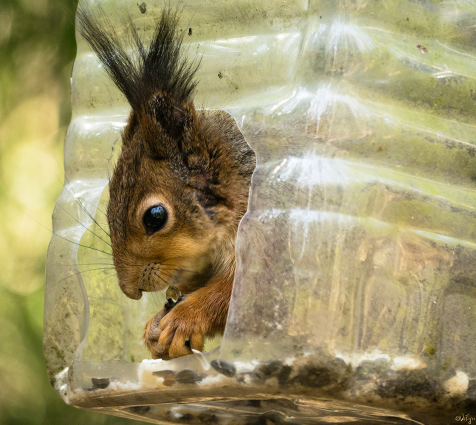 photo "***" tags: nature, macro and close-up, forest, spring, wild animals