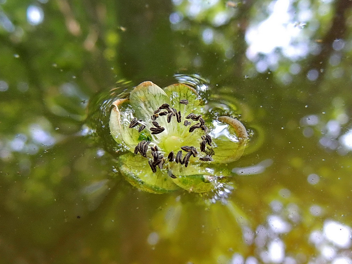 photo "***" tags: macro and close-up, 