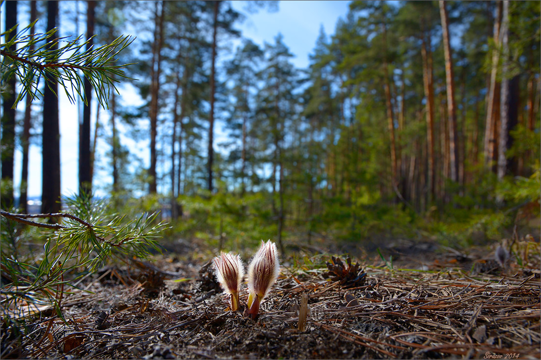 photo "First" tags: nature, landscape, 