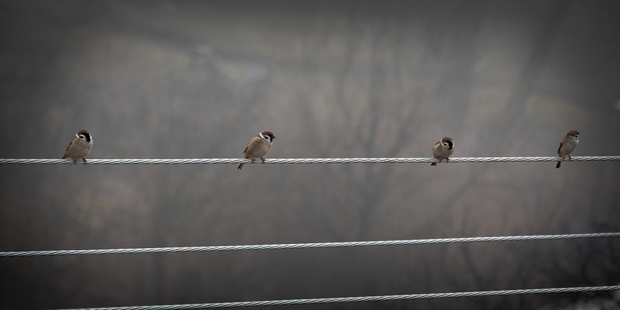 photo "family photo" tags: nature, misc., воробьи, птицы