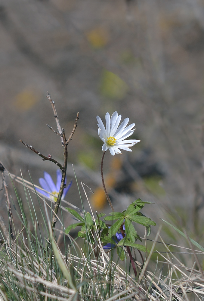 photo "***" tags: nature, 