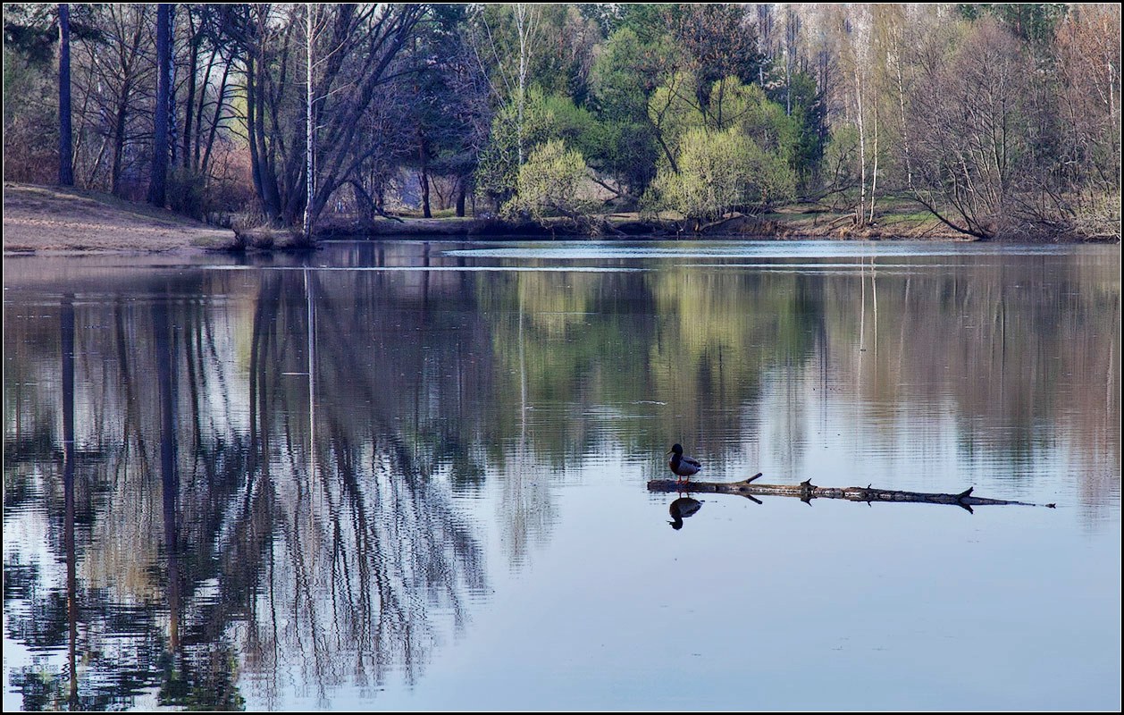 photo "about a duck" tags: landscape, nature, 