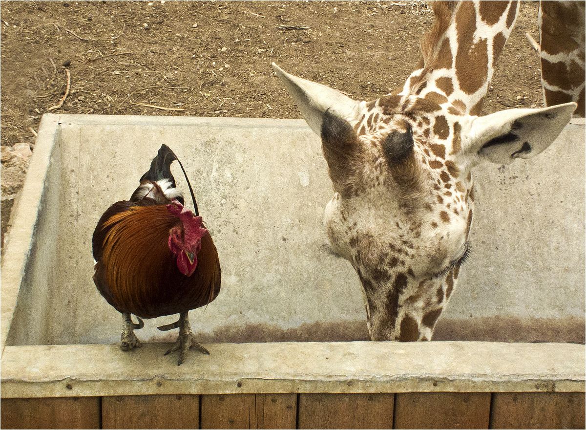 photo "Come on, eat up." tags: nature, humor, giraffe, rooster, жираф, петух