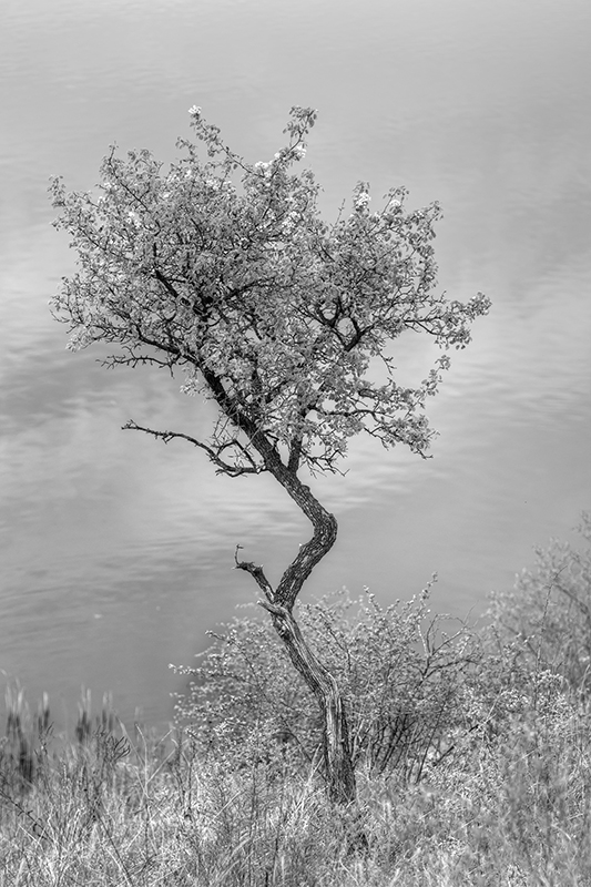 photo "***" tags: landscape, black&white, fragment, coast, tree