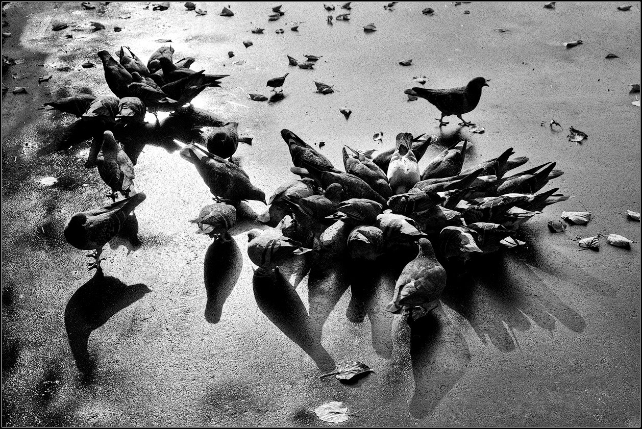 photo "pigeon" tags: black&white, city, 
