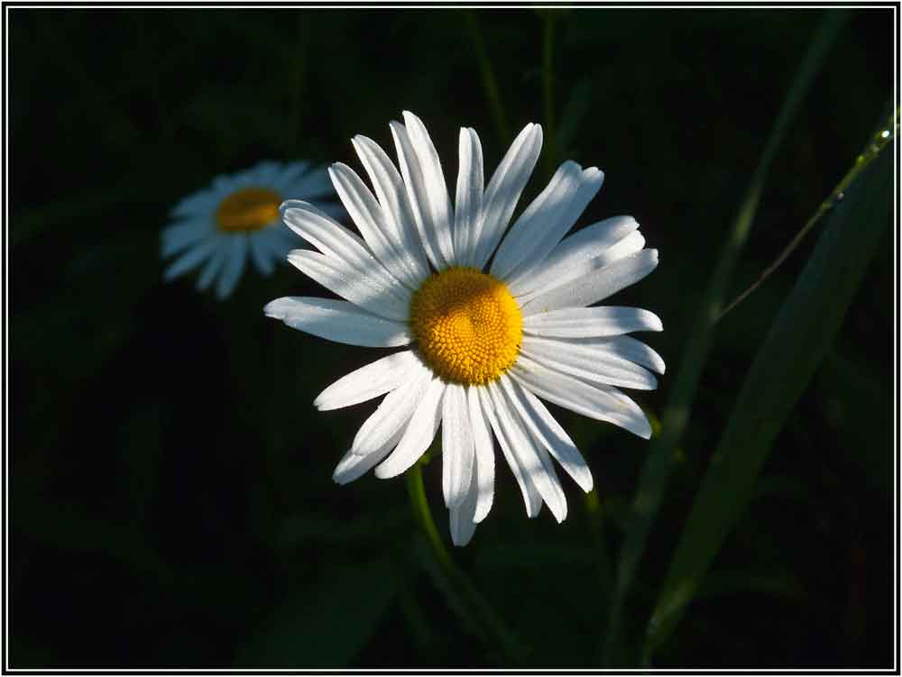 photo "***" tags: nature, macro and close-up, flowers, summer