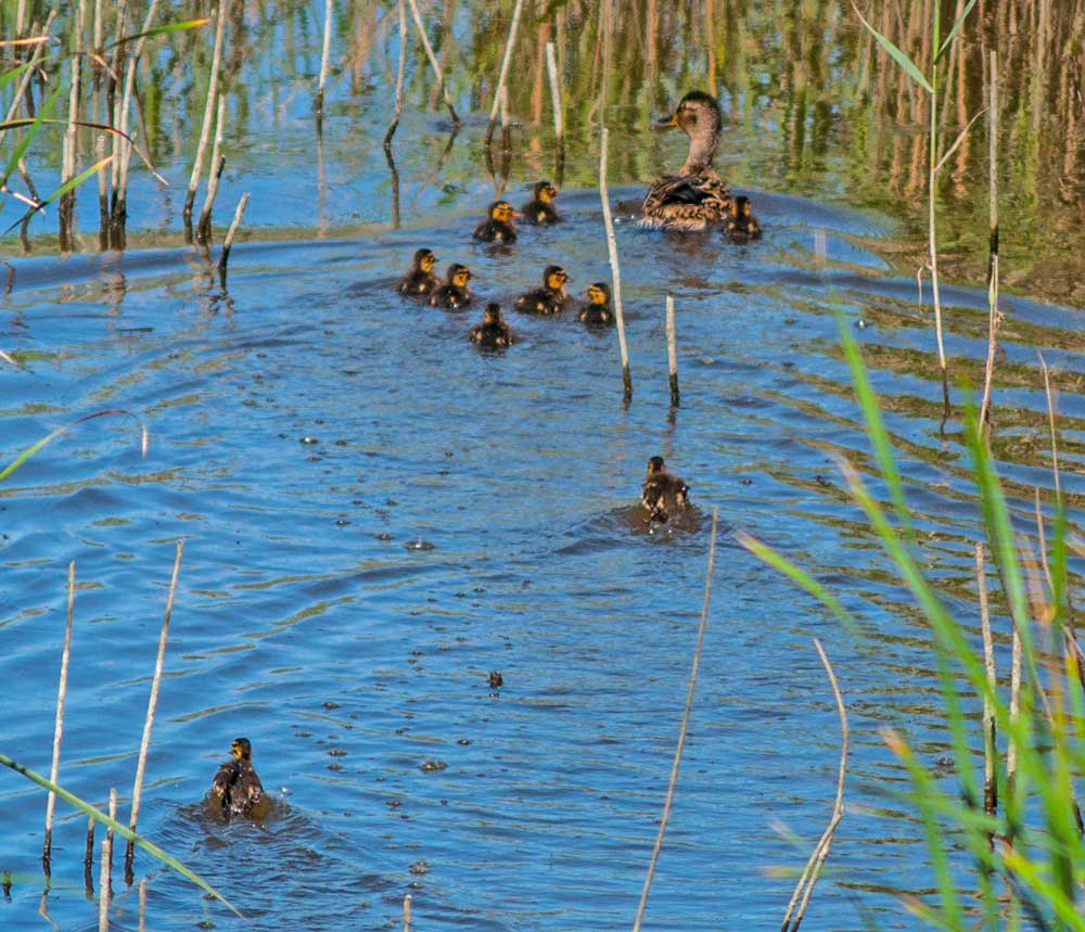 photo "Family" tags: nature, humor, landscape, Alcochete, Tejo, animals, barroca, ducks, estuary, portugal, river, stream