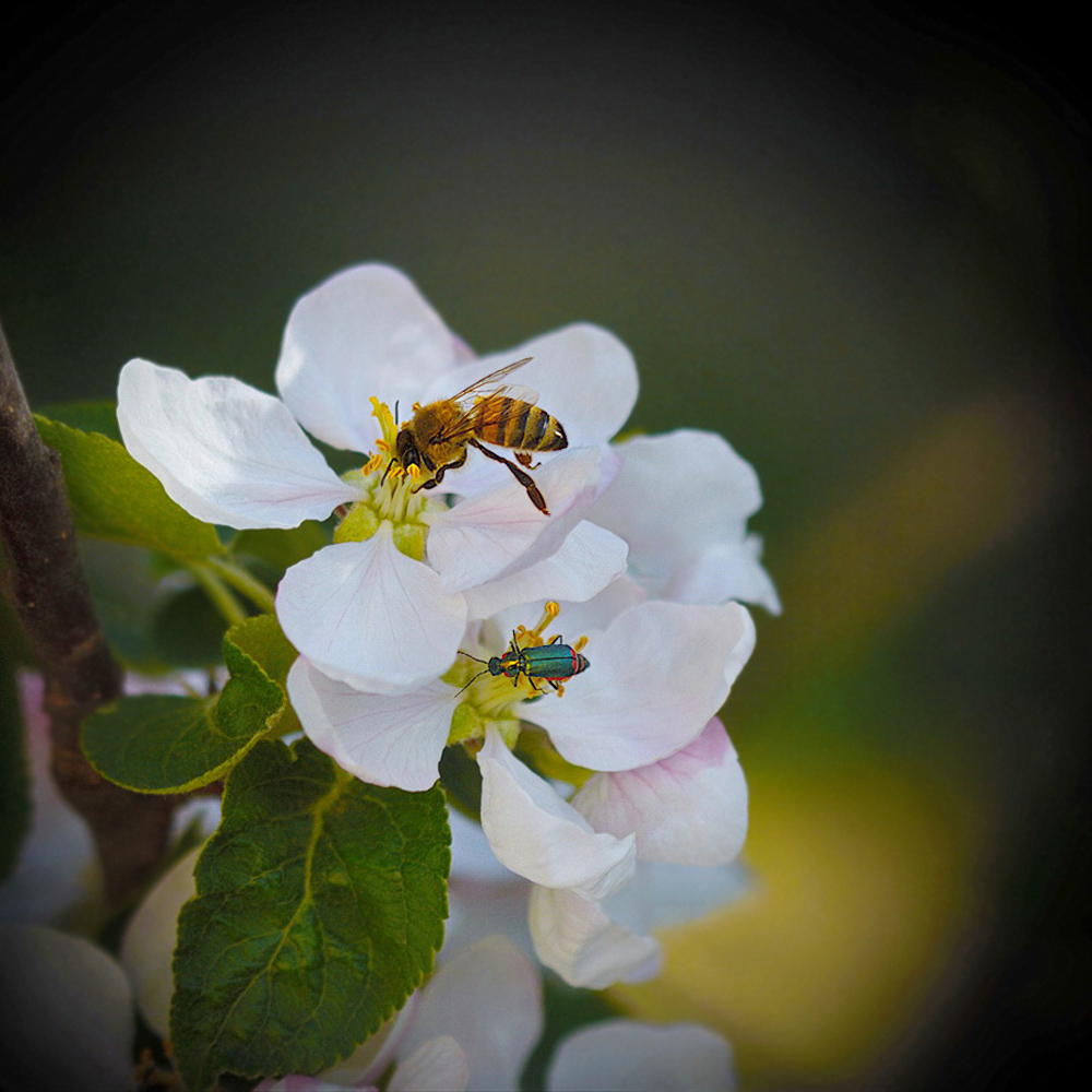 photo "***" tags: macro and close-up, nature, spring, Насекомые, пчела, цветенье, яблоня