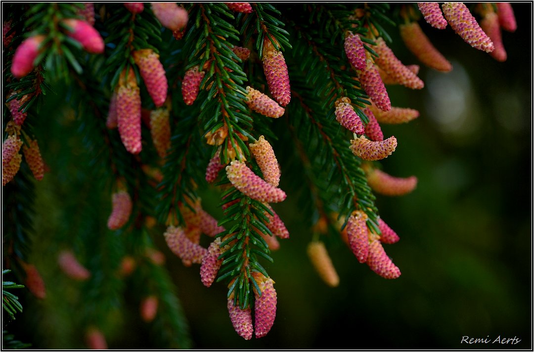 photo "***" tags: nature, macro and close-up, 