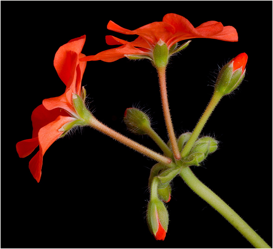 photo "* * *" tags: nature, macro and close-up, 