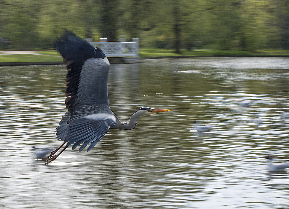 photo "Herons Flight II" tags: nature, portrait, reporting, From 
