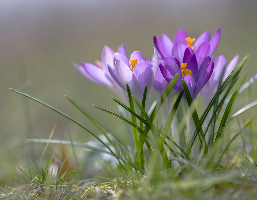 photo "***" tags: nature, macro and close-up, flowers, light, morning, spring, крокусы, первоцветы, подснежники, цветок