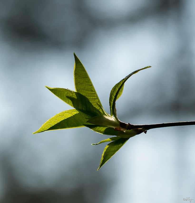 photo "***" tags: macro and close-up, spring