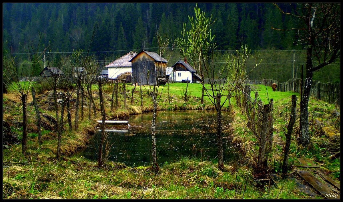 photo "Fresh green..." tags: nature, 