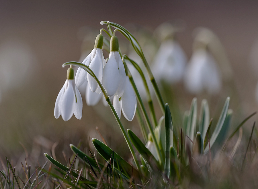 photo "***" tags: nature, macro and close-up, flowers, spring, первоцветы