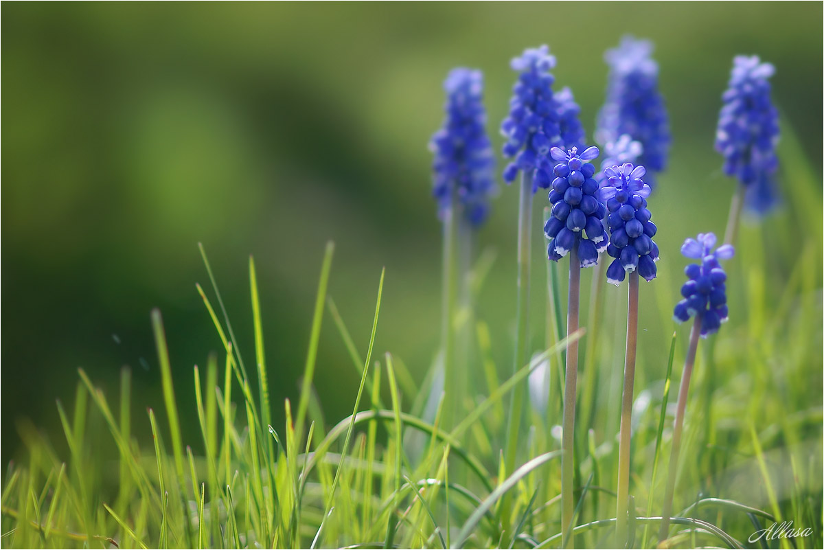 photo "***" tags: macro and close-up, nature, fragment, 