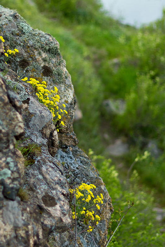 photo "***" tags: landscape, fragment, Dnieper, coast, flowers, rocks