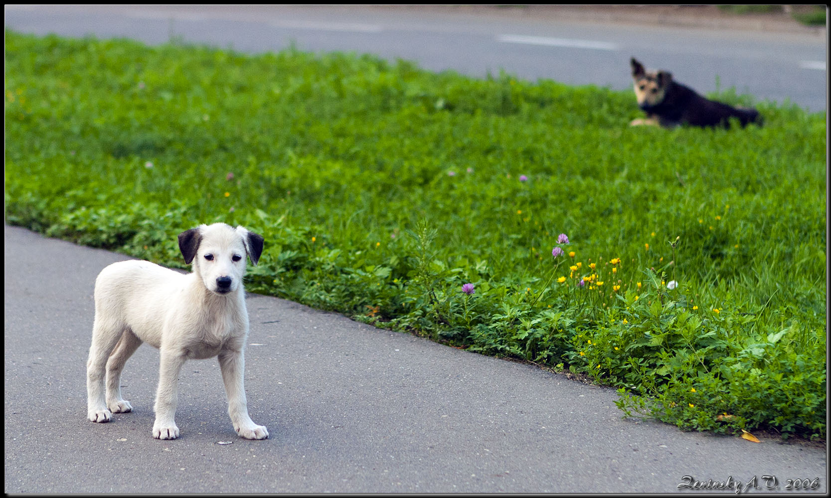 photo "Hero!-)" tags: nature, humor, misc., pets/farm animals, road, summer