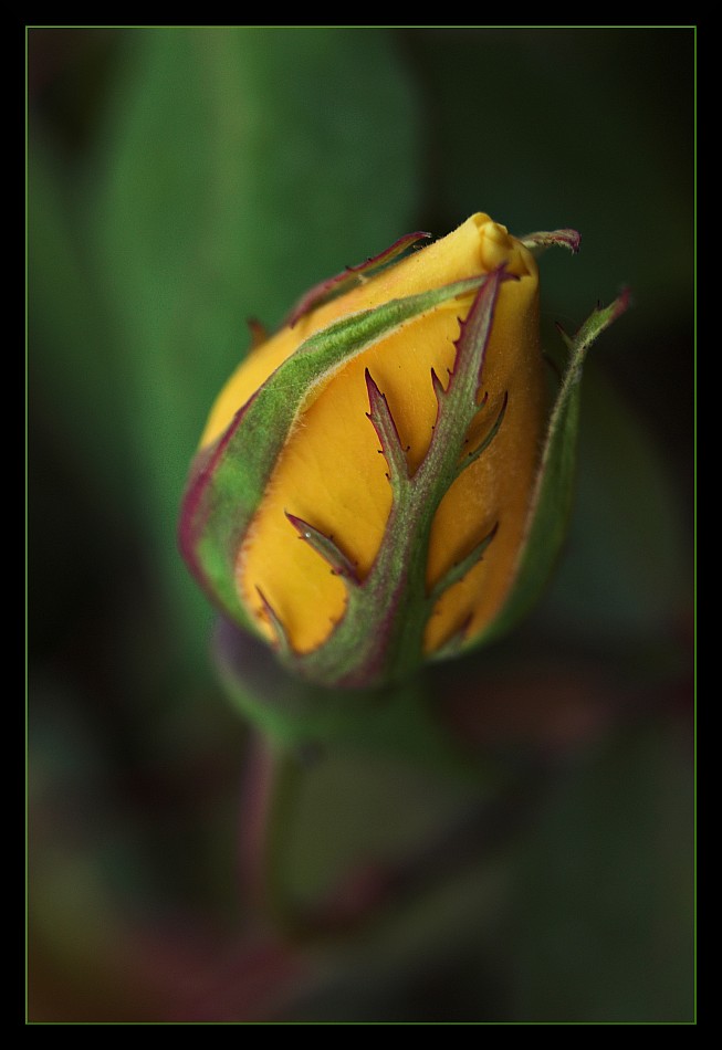 photo "emerging" tags: macro and close-up, flowers