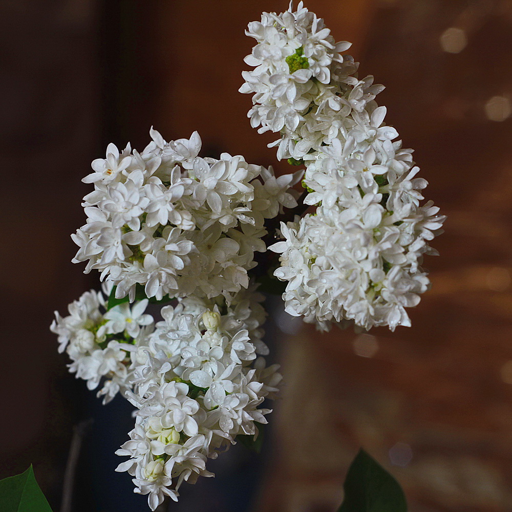 photo "***" tags: nature, spring, сирень