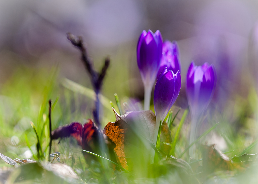 photo "***" tags: nature, macro and close-up, flowers, light, morning, spring, sun, крокусы, первоцветы, цветок