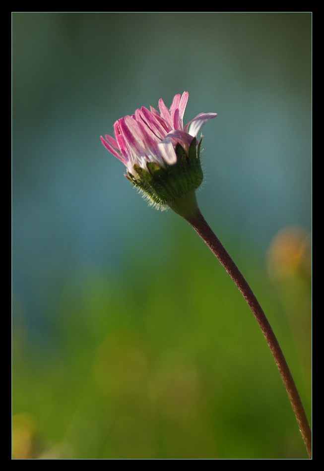 photo "***" tags: macro and close-up, 