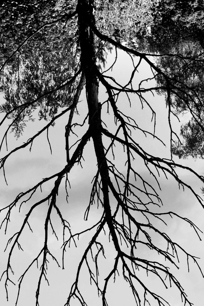 photo "Thorax" tags: black&white, abstract, landscape, forest