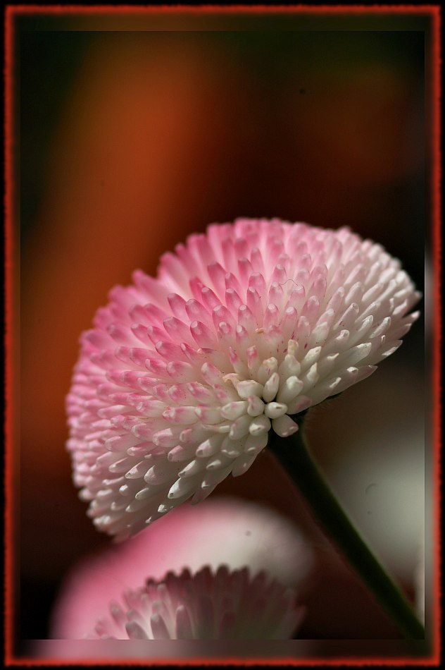 photo "Pink & White" tags: macro and close-up, nature, flowers